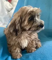 Max, a male Lhasapoo for sale in Ocala, FL – 6 of 8