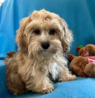 processed/86a70a3a-f6b0-4a51-acac-dd9a43a17a1c/listing/0c7c17b1-f684-4ab2-9c12-c24b52ed7973/fdad47a5-a88d-4146-8e8a-54fa8076d966