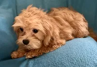Charlie, a male Lhasapoo for sale in Ocala, FL – 2 of 5