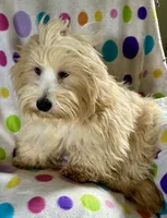 Sunny, a male Lhasapoo for sale in Ocklawaha, FL – 5 of 7