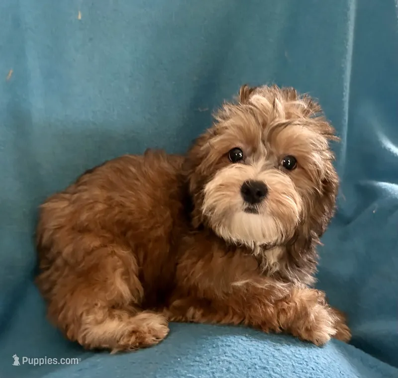Vinny – Lhasapoo puppy for sale in Ocala, FL