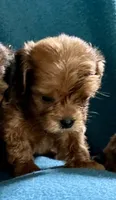 Ruby, a female Lhasapoo for sale in Ocala, FL – 2 of 3