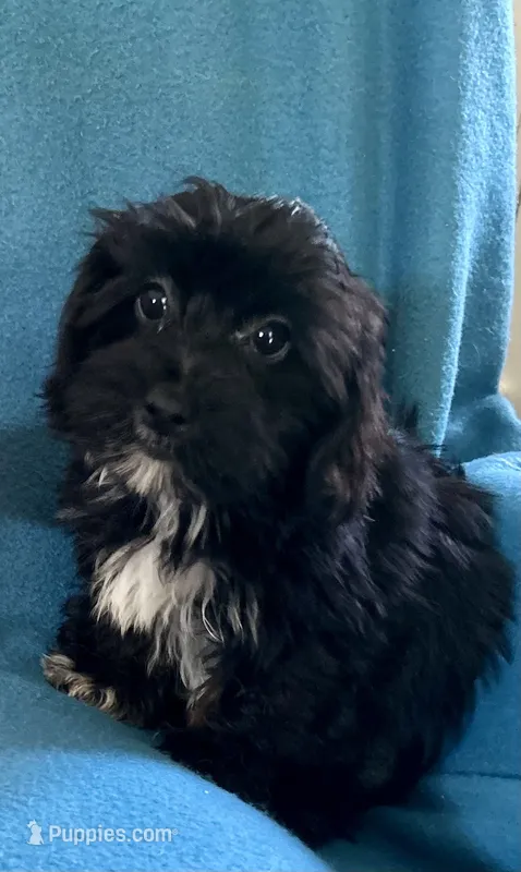 Gus – Lhasapoo puppy for sale in Ocala, FL