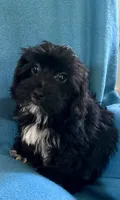 Gus, a male Lhasapoo for sale in Ocala, FL – 1 of 6