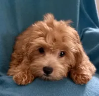 Ruby, a female Lhasapoo for sale in Ocklawaha, FL – 3 of 6