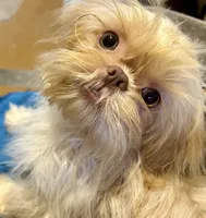 Tina, a female Shih Tzu for sale in Ocala, FL – Photo 9 of 9