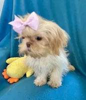 Tina, a female Shih Tzu for sale in Ocala, FL – Photo 2 of 9