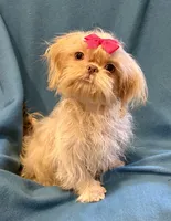 Tina, a female Shih Tzu for sale in Ocala, FL – Photo 5 of 9