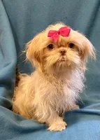 Tina, a female Shih Tzu for sale in Ocala, FL – Photo 4 of 9