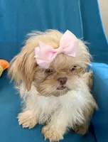 Tina, a female Shih Tzu for sale in Ocala, FL – Photo 7 of 9