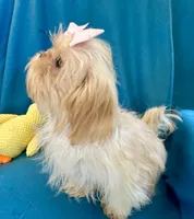 Tina, a female Shih Tzu for sale in Ocala, FL – Photo 8 of 9