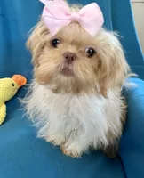 Tina, a female Shih Tzu for sale in Ocala, FL – Photo 6 of 9