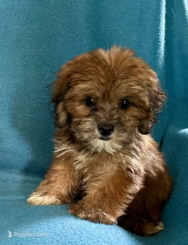 Nutmeg – Lhasapoo puppy for sale in Ocala, FL