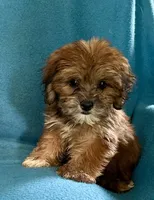 Nutmeg, a female Lhasapoo for sale in Ocala, FL – 1 of 9