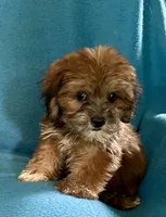 Nutmeg, a female Lhasapoo for sale in Ocala, FL – 2 of 9