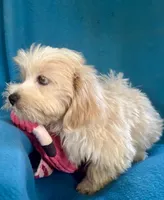 Sunny, a male Lhasapoo for sale in Ocala, FL – 8 of 9