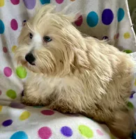 Sunny, a male Lhasapoo for sale in Ocklawaha, FL – 2 of 7