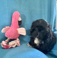 Gus, a male Lhasapoo for sale in Ocala, FL – 6 of 6