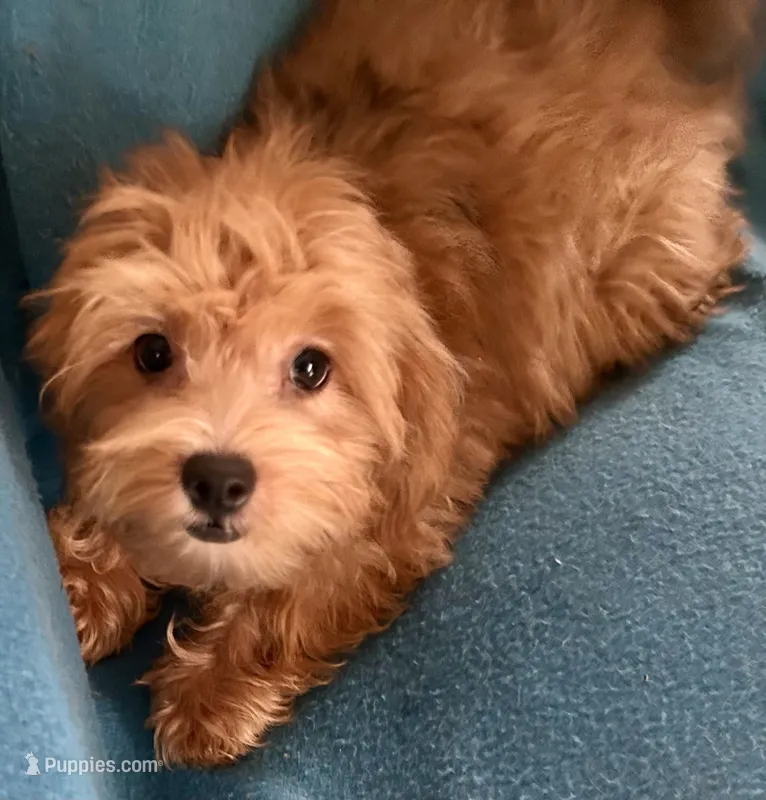 Ruby – Lhasapoo puppy for sale in Ocala, FL