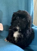 Gus, a male Lhasapoo for sale in Ocala, FL – 2 of 6