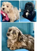 Max, a male Lhasapoo for sale in Ocala, FL – 8 of 8