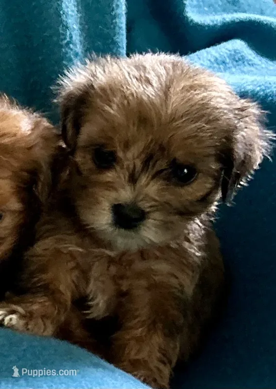 Jeanie – Lhasapoo puppy for sale in Ocala, FL