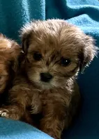 Jeanie, a female Lhasapoo for sale in Ocala, FL – 1 of 1