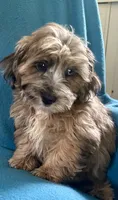 Max, a male Lhasapoo for sale in Ocala, FL – 3 of 8
