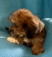 Nutmeg, a female Lhasapoo for sale in Ocala, FL – 3 of 9