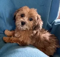 Jeanie, a female Lhasapoo for sale in Ocala, FL – 2 of 3