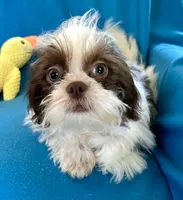 Brady, a male Shih Tzu for sale in Ocala, FL – Photo 5 of 9