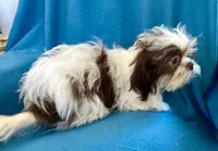 Brady, a male Shih Tzu for sale in Ocala, FL – Photo 7 of 9