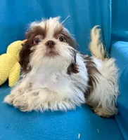 Brady, a male Shih Tzu for sale in Ocala, FL – Photo 4 of 9