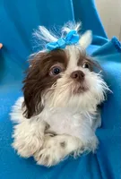 Brady, a male Shih Tzu for sale in Ocala, FL – Photo 2 of 9