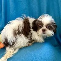 Brady, a male Shih Tzu for sale in Ocala, FL – Photo 8 of 9