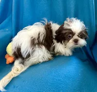 Brady, a male Shih Tzu for sale in Ocala, FL – Photo 9 of 9