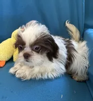 Brady, a male Shih Tzu for sale in Ocala, FL – Photo 1 of 9