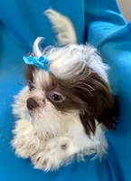 Brady, a male Shih Tzu for sale in Ocala, FL – Photo 3 of 9