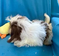 Brady, a male Shih Tzu for sale in Ocala, FL – Photo 6 of 9