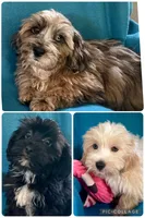 Gus, a male Lhasapoo for sale in Ocala, FL – 5 of 6