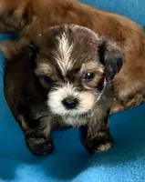 Vinny, a male Lhasapoo for sale in Ocala, FL – 1 of 3