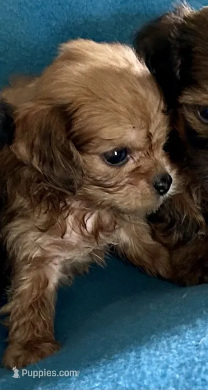Charlie – Lhasapoo puppy for sale in Ocala, FL
