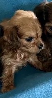 Charlie, a male Lhasapoo for sale in Ocala, FL – 1 of 2