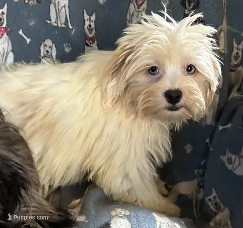Whinny – Lhasapoo puppy for sale in Ocklawaha, FL