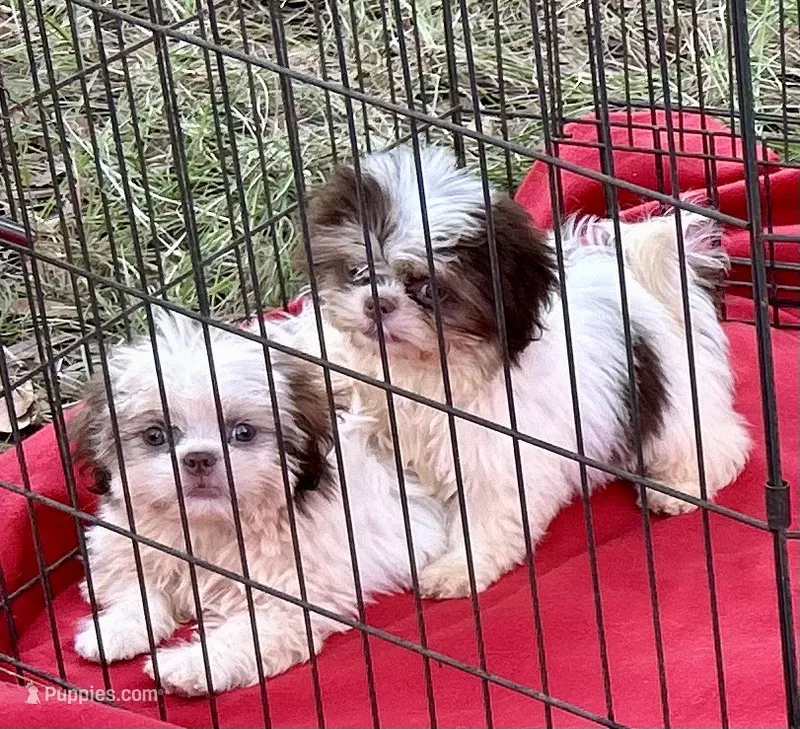 Ronnie – Shih Tzu puppy for sale in Ocklawaha, FL