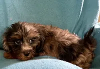 Rocky, a male Lhasapoo for sale in Ocala, FL – 4 of 7