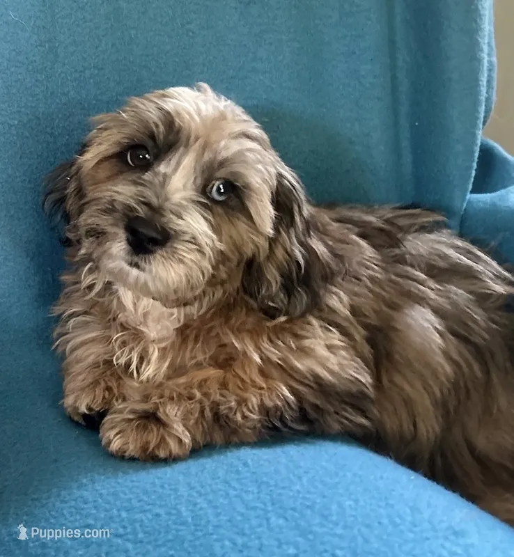 Max – Lhasapoo puppy for sale in Ocala, FL