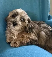 Max, a male Lhasapoo for sale in Ocala, FL – 1 of 8