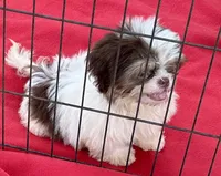 Jack, a male Shih Tzu for sale in Ocklawaha, FL – 2 of 5