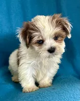 Sally, a female Lhasapoo for sale in Ocala, FL – Photo 4 of 10